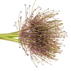 Allium lila Schubertii X 10 70cm