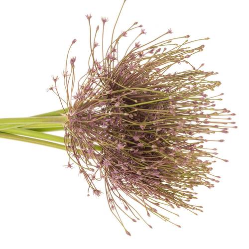 Allium lila Schubertii X 10 70cm