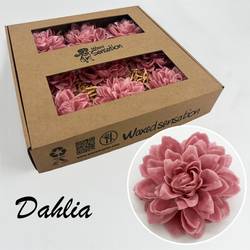 Seiden Wachs Dahlia alt rosa