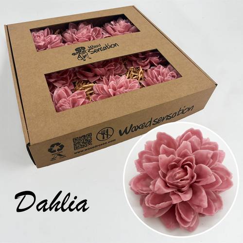 Seiden Wachs Dahlia alt rosa