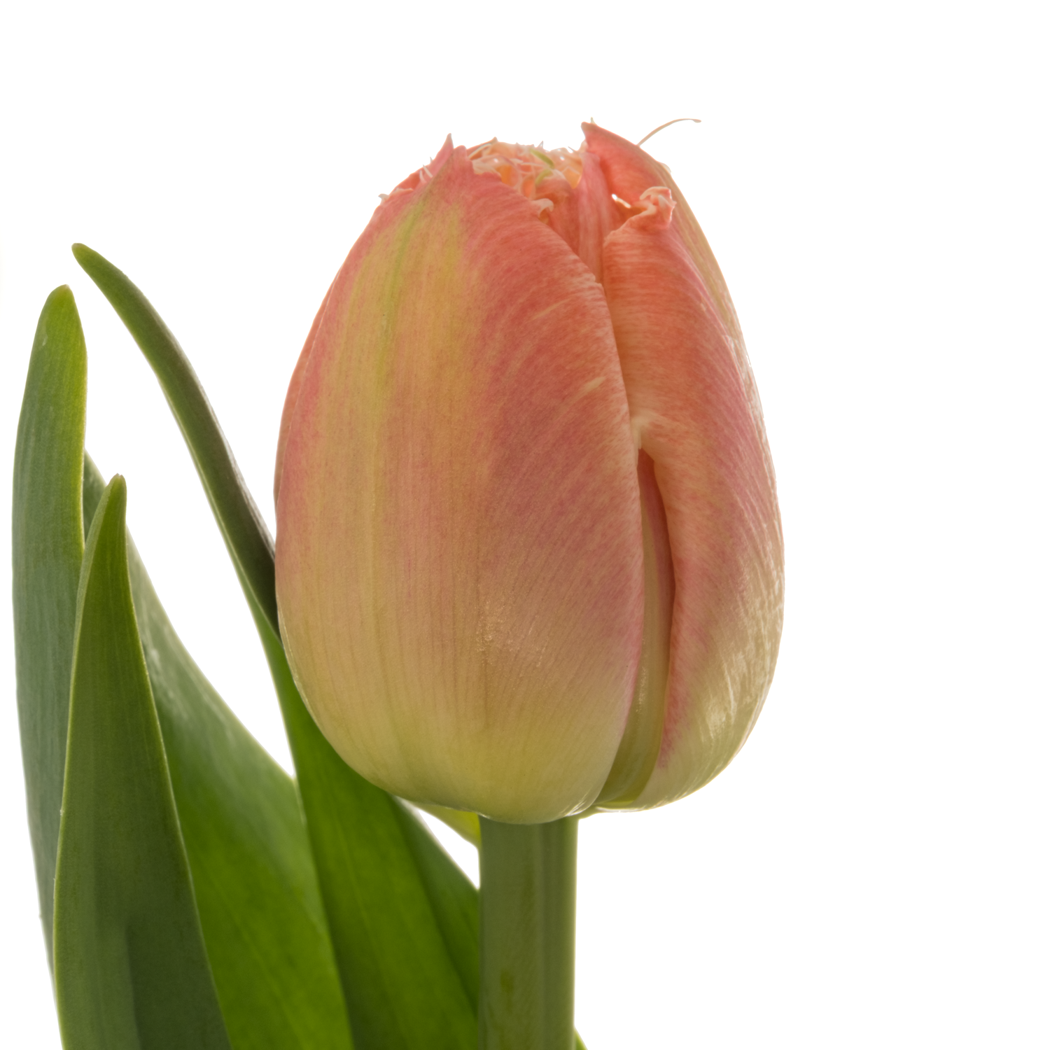 Tulpe lachs/creme gezackt Queensland 38 Gramm