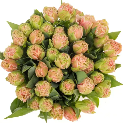 Tulpe rosa gezackt Queensland 32 Gramm