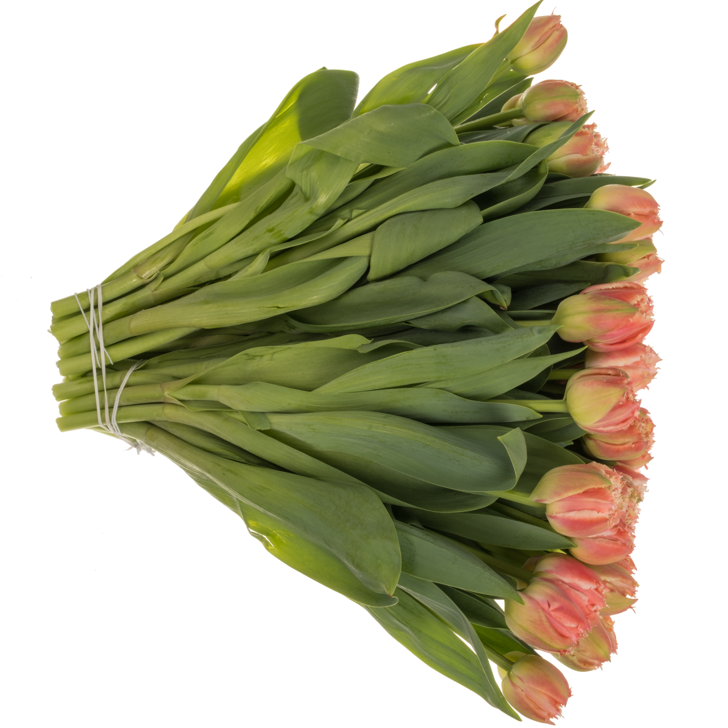 Tulpe lachs/creme gezackt Queensland 38 Gramm