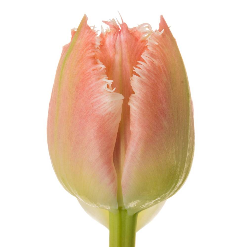 Tulpe rosa gezackt Queensland 32 Gramm