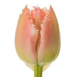 Tulpe rosa gezackt Queensland 32 Gramm