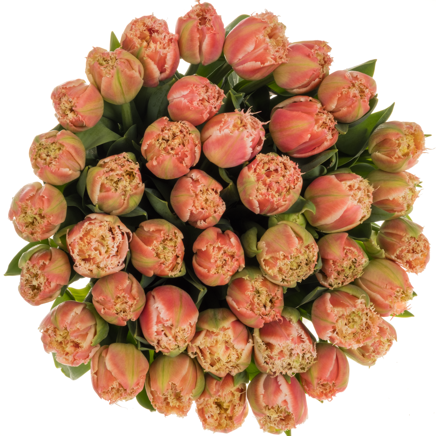 Tulpe lachs/creme gezackt Queensland 38 Gramm