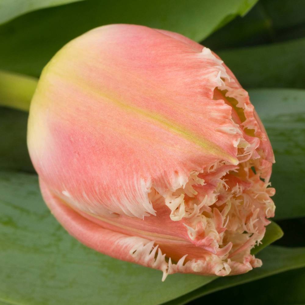 Tulpe rosa gezackt Queensland 32 Gramm