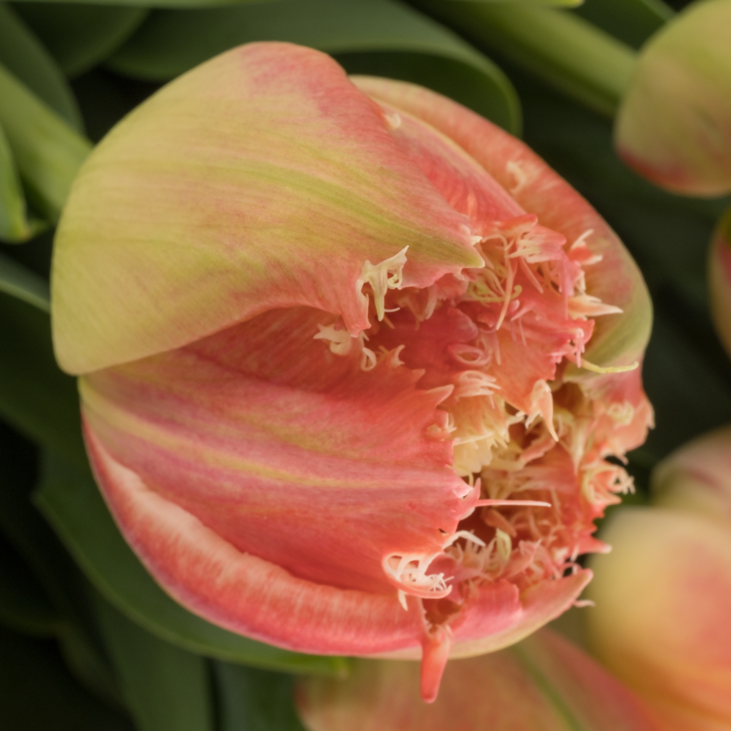 Tulpe lachs/creme gezackt Queensland 38 Gramm