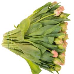 Tulpe rosa gezackt Queensland 32 Gramm