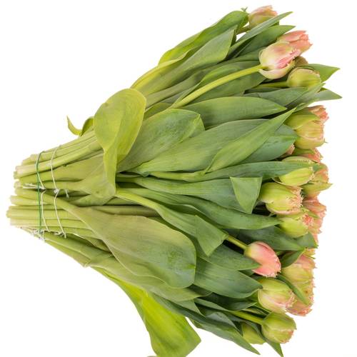 Tulpe rosa gezackt Queensland 32 Gramm