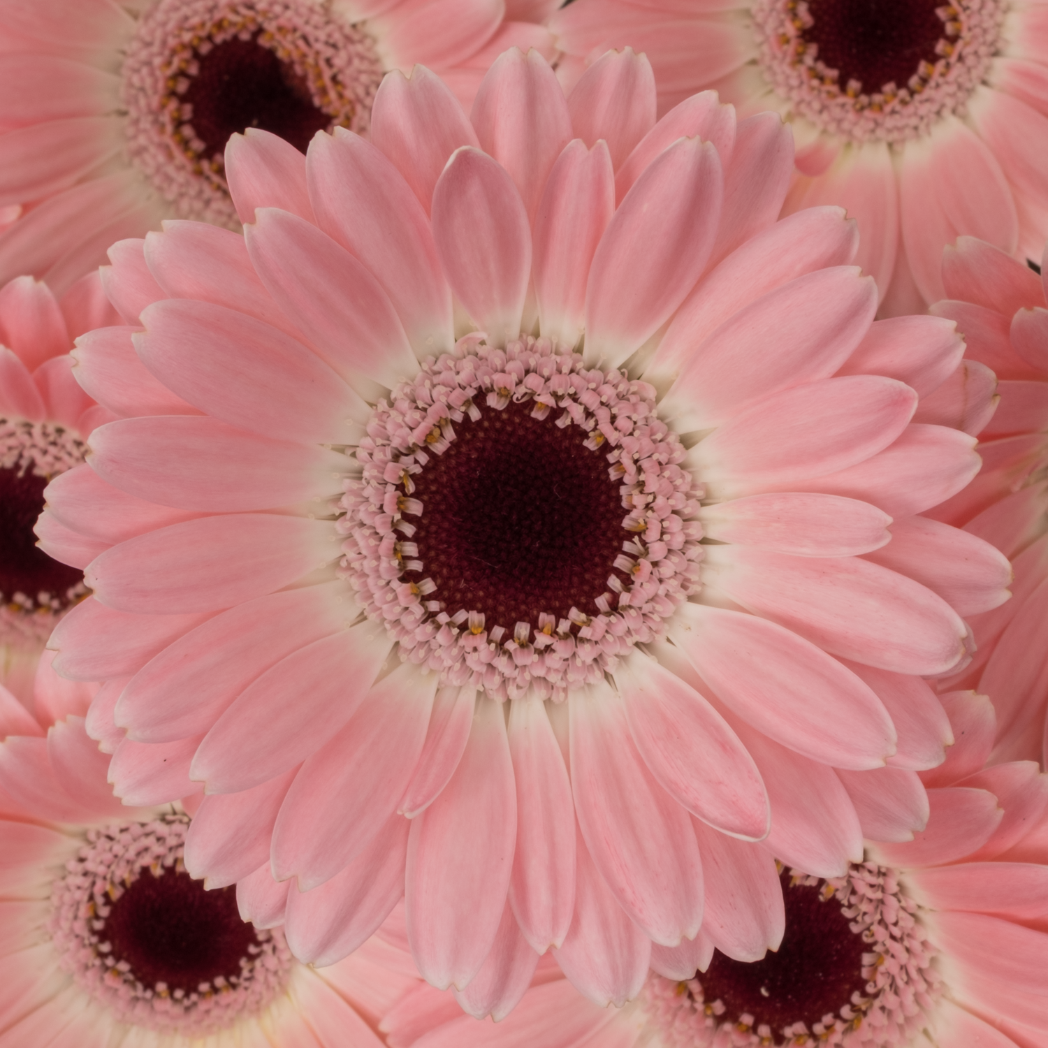 Germini hell rosa Dixon