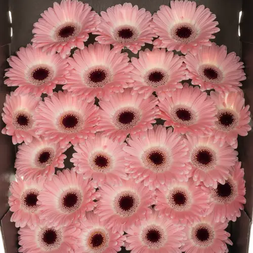 Germini hell rosa Dixon