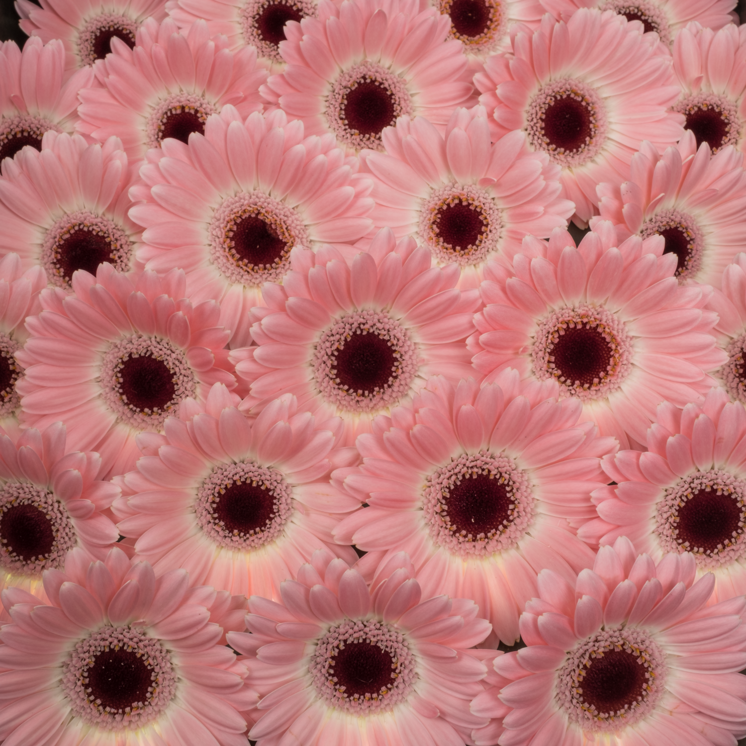 Germini hell rosa Dixon