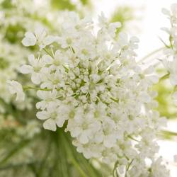 Ammi weiss pro Bund 60cm