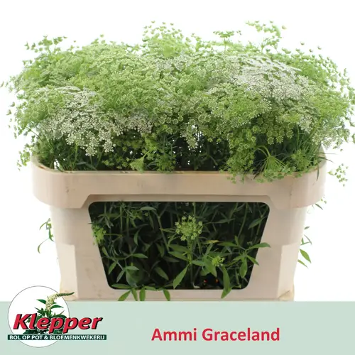 Ammi weiss pro Bund 70cm