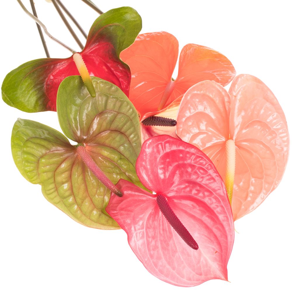 Anthurium mix 4 Farbe Blüte 13cm