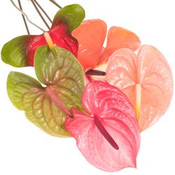 Anthurium mix 4 Farbe Blüte 13cm