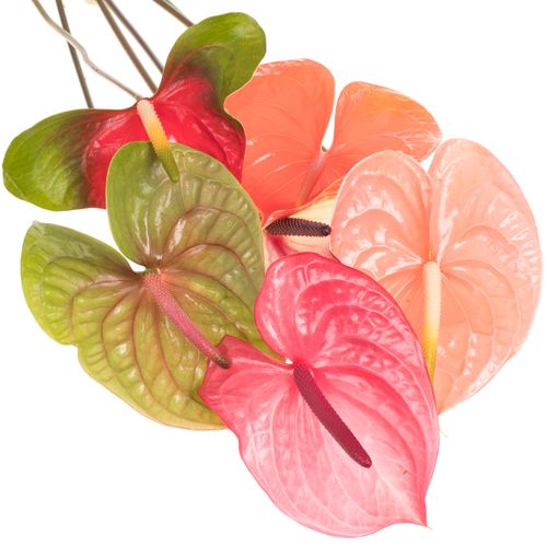 Anthurium mix 4 Farbe Blüte 13cm