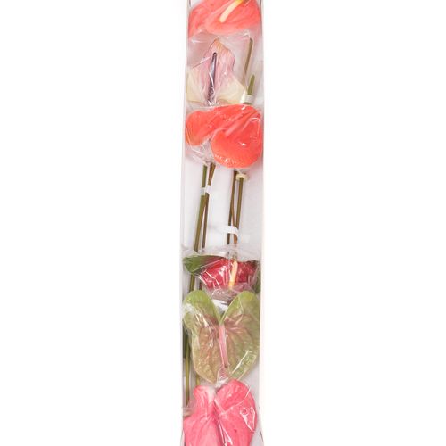 Anthurium mix 4 Farbe Blüte 13cm