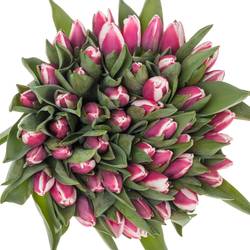 Tulpe lila/creme Crossover 40 Gramm