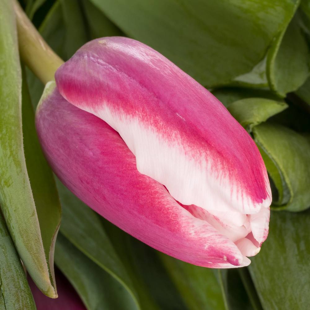 Tulpe lila/creme Crossover 40 Gramm