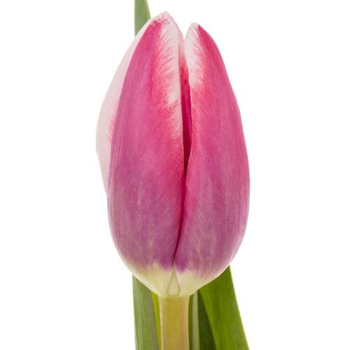 Tulpe lila/creme Crossover 40 Gramm