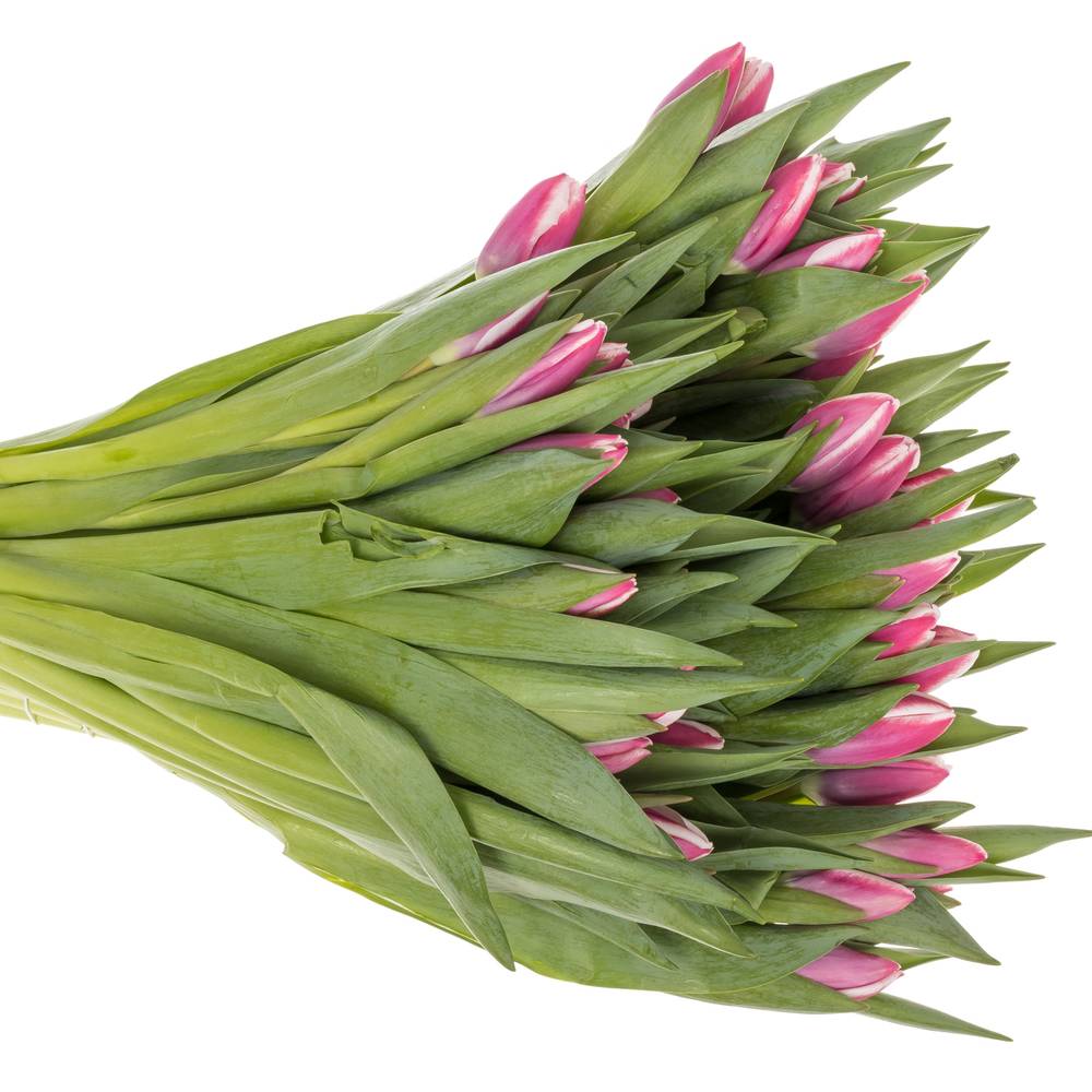 Tulpe lila/creme Crossover 40 Gramm