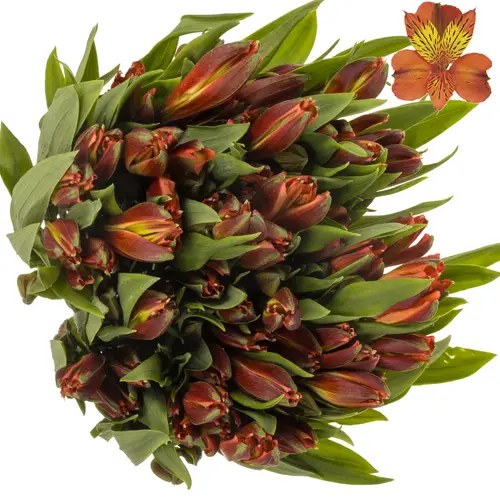 Alstroemerie orange cinamon (Ecuador) 70cm