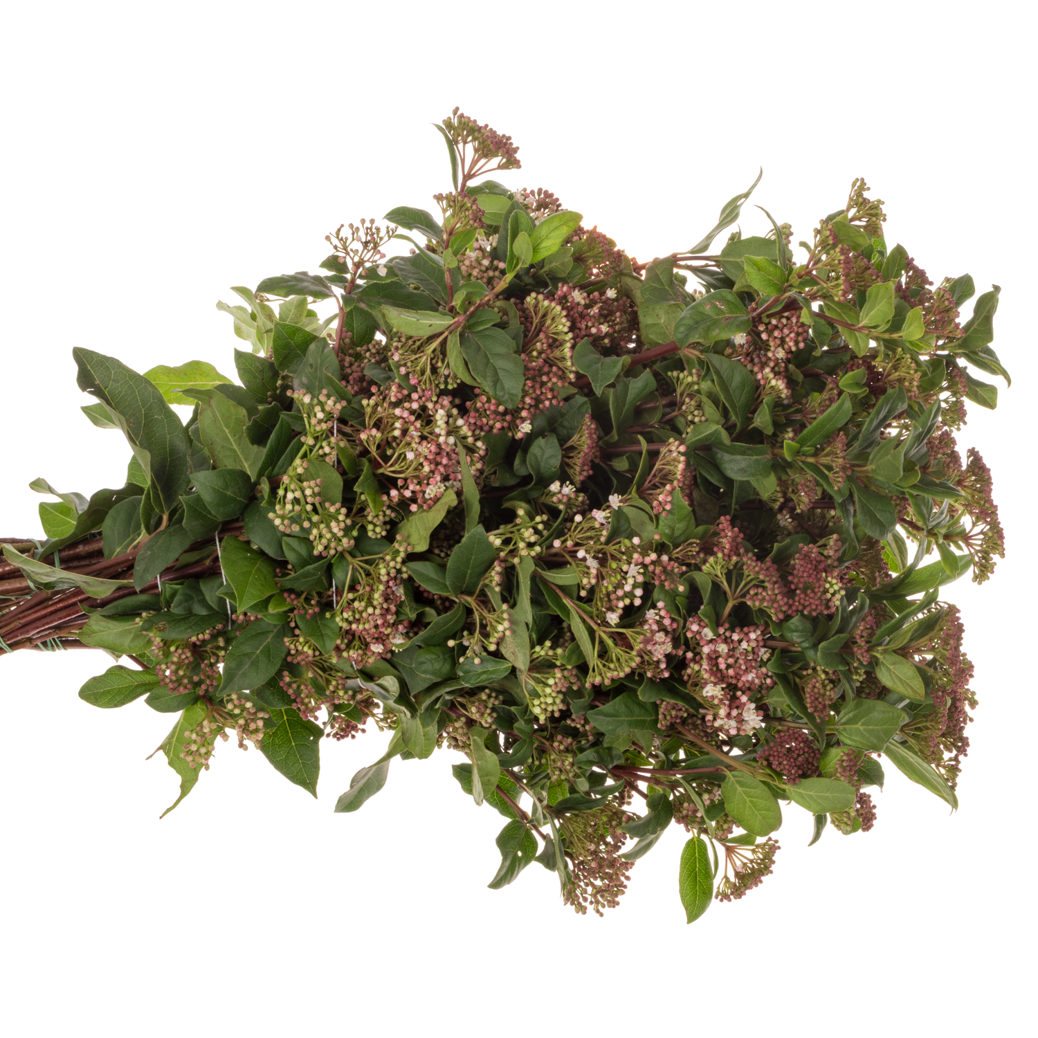 Viburnum rosa/creme Valeri 60cm