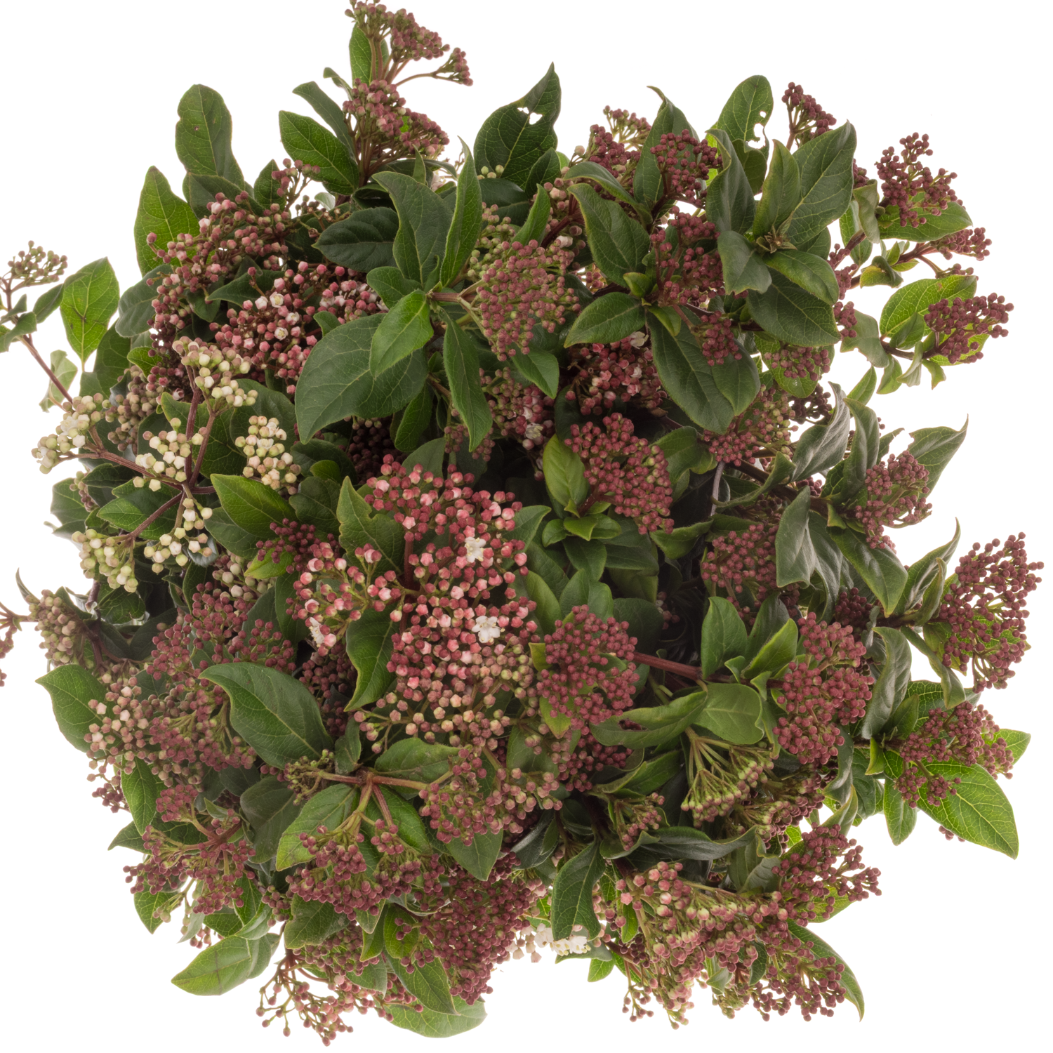 Viburnum rosa/creme Valeri 60cm