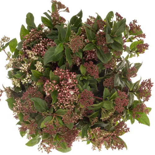 Viburnum rosa/creme Valeri 60cm