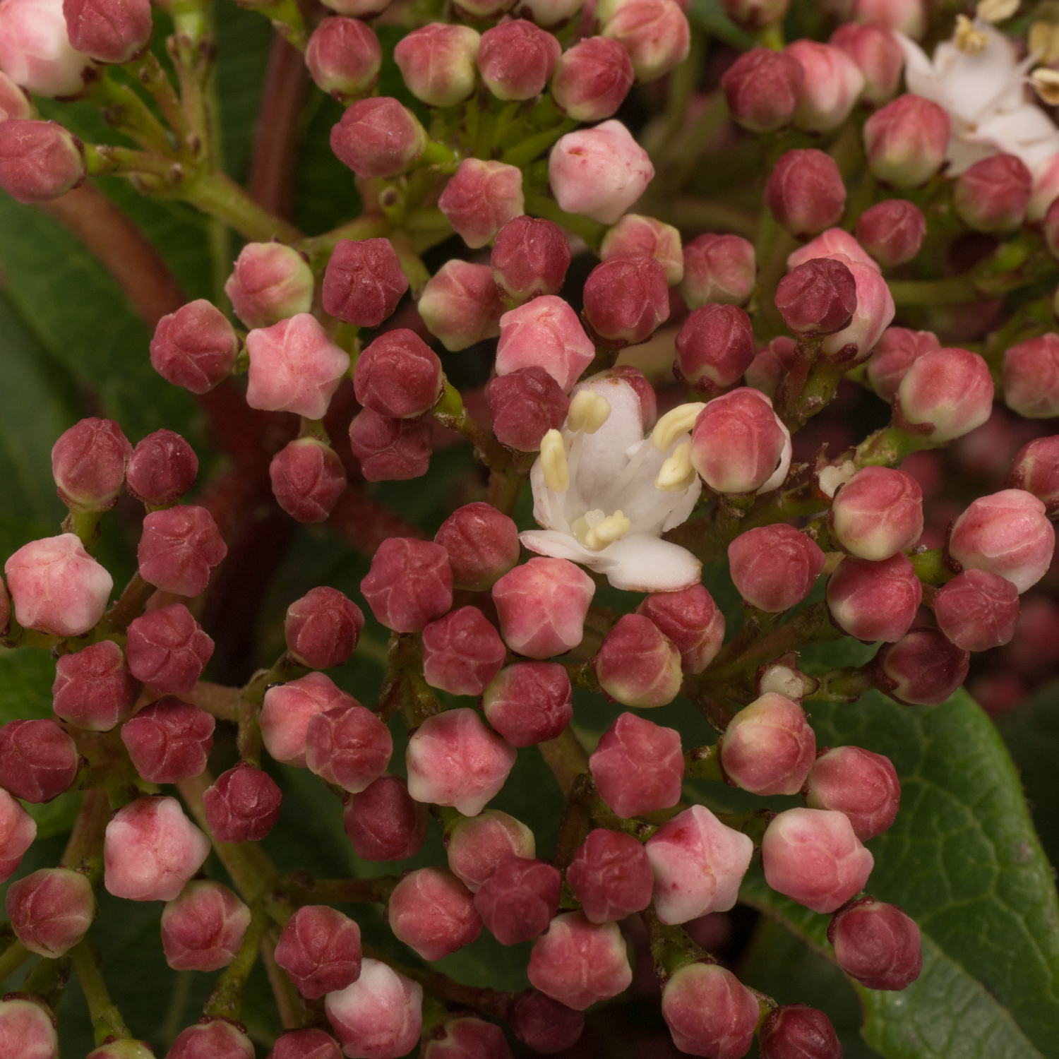Viburnum rosa/creme Valeri 60cm