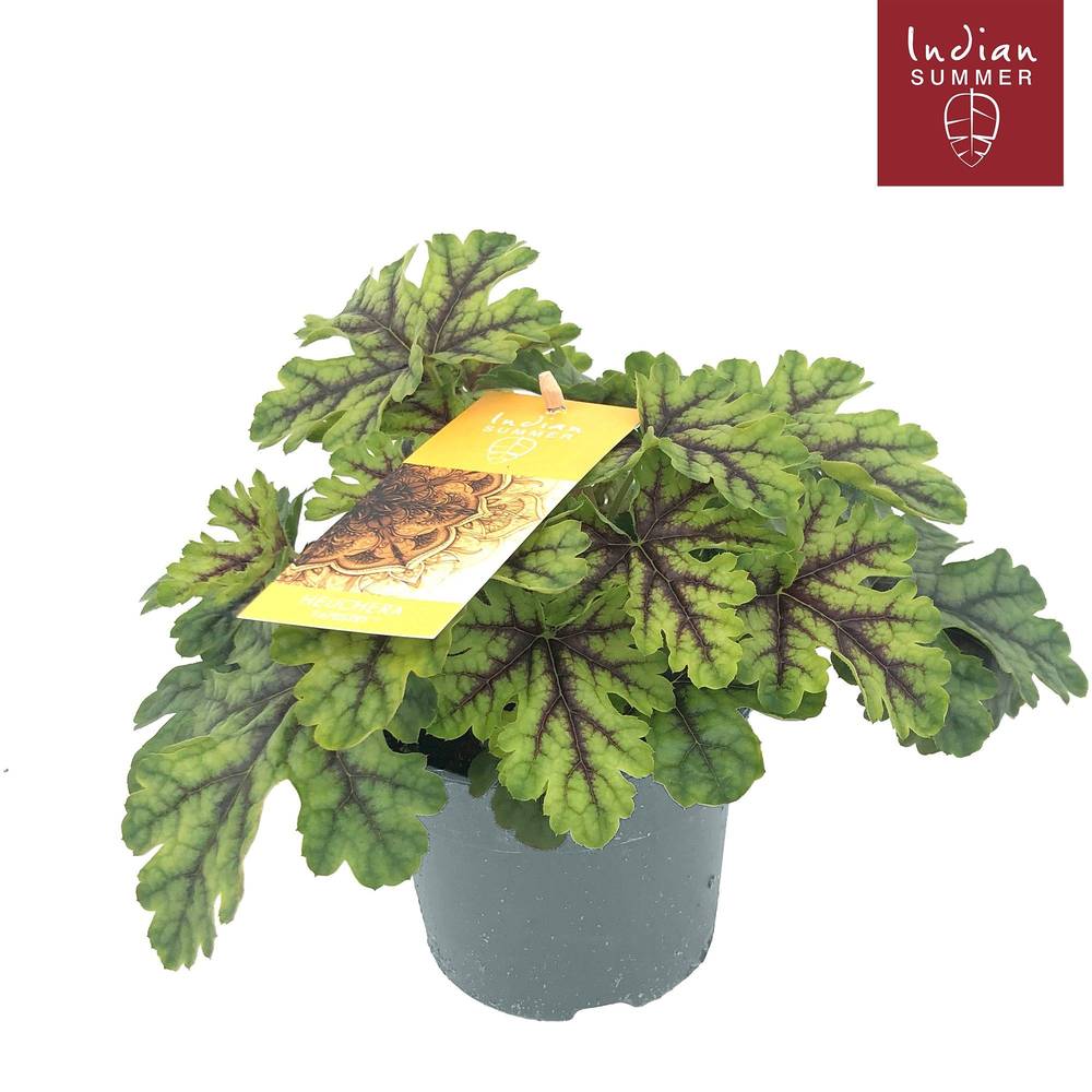 Heuchera mix Indian Summer T12 H025