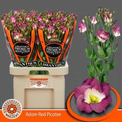Lisianthus rot/weiss Adom red waalzicht 5+Blüte 70cm