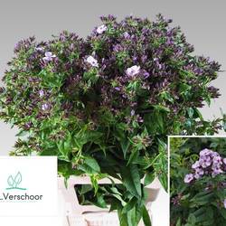 Phlox lila Jessica70cm