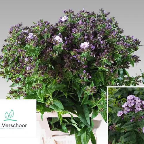 Phlox lila Jessica70cm