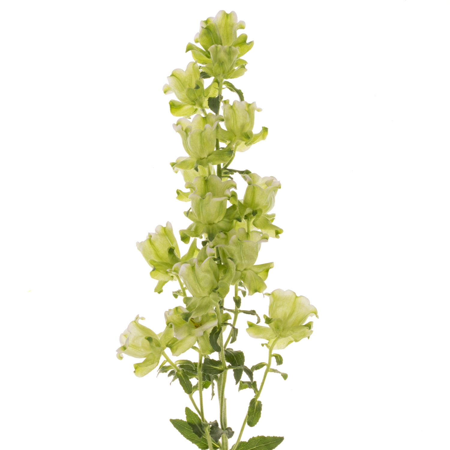 Campanula Glocken creme Evergreen Pearl 70cm