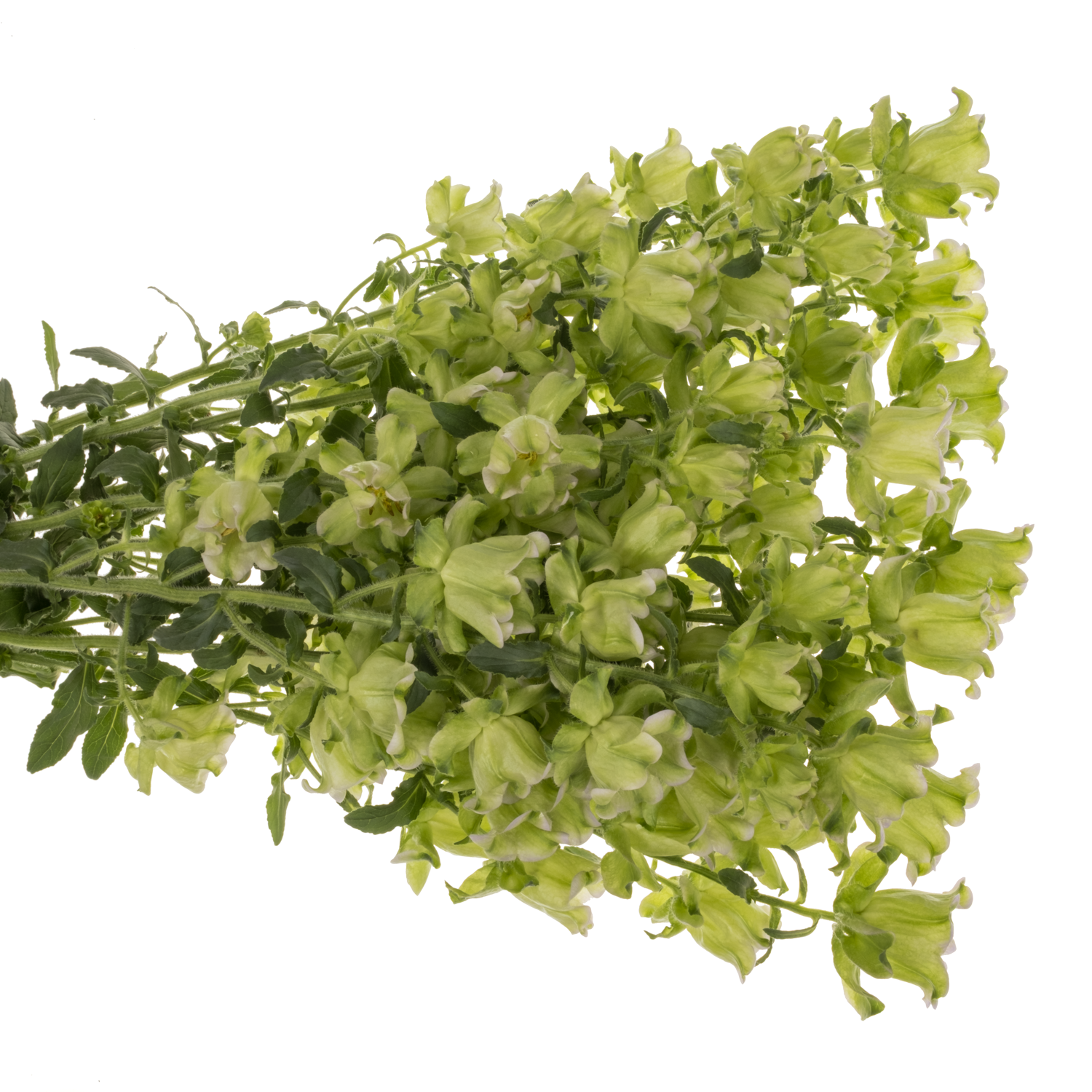 Campanula Glocken creme Evergreen Pearl 70cm