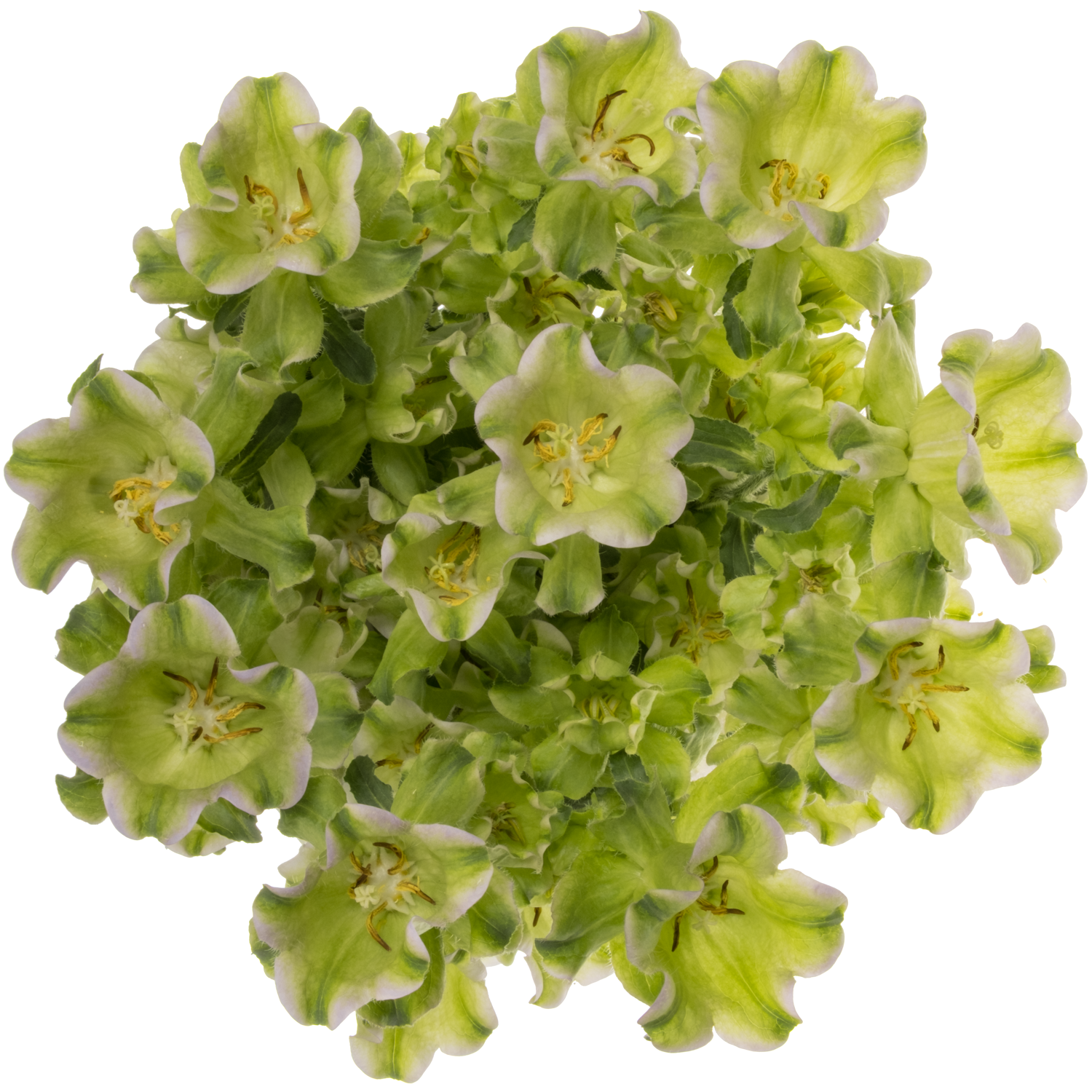 Campanula Glocken creme Evergreen Pearl 70cm