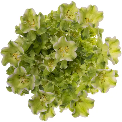 Campanula Glocken creme Evergreen Pearl 70cm