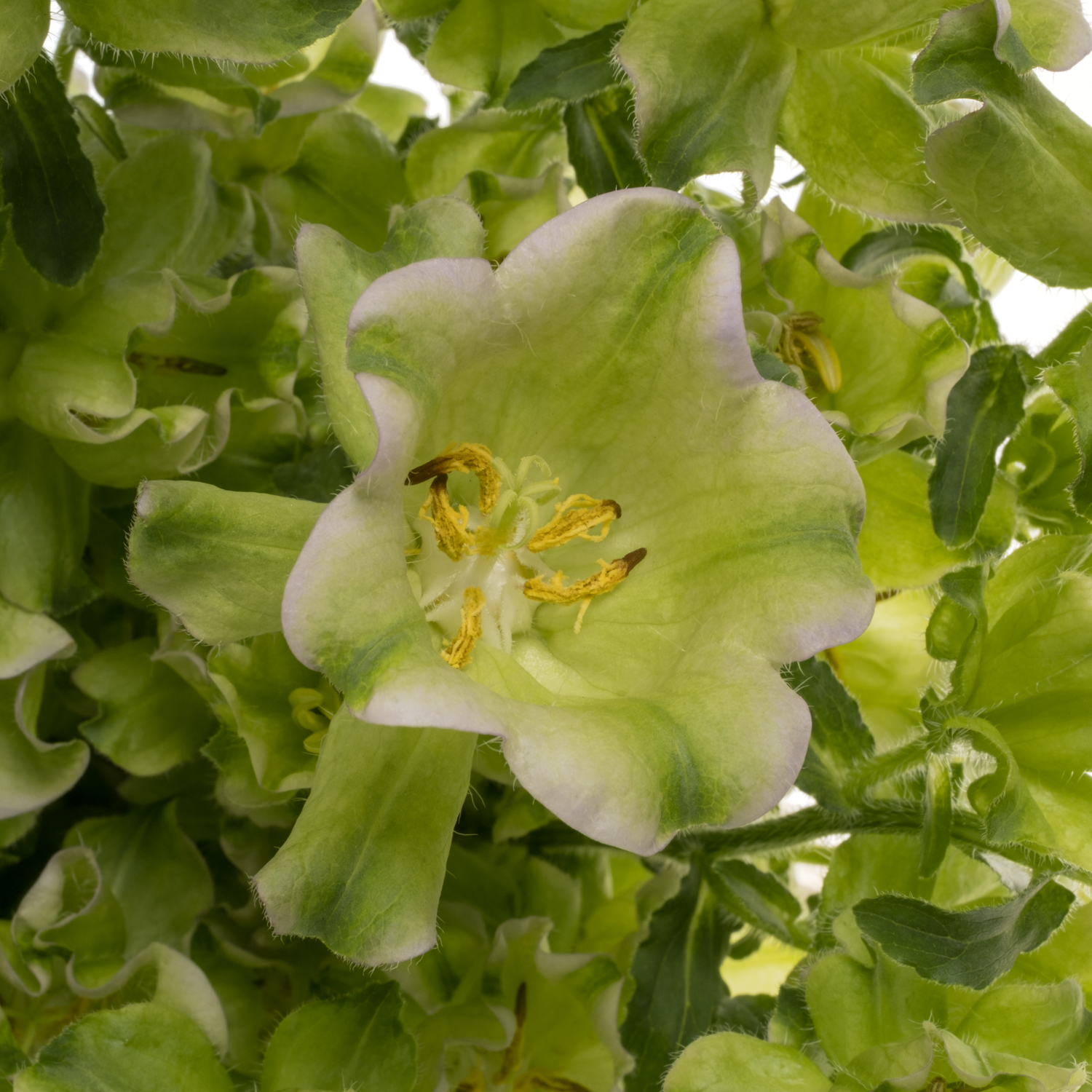 Campanula Glocken creme Evergreen Pearl 70cm