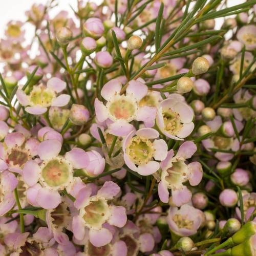 Wachsflower hell rosa Dori 110 Gramm 80cm