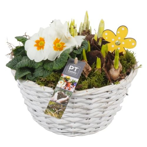 Zwiebel.Arr mix PTBM1482 T24 H22