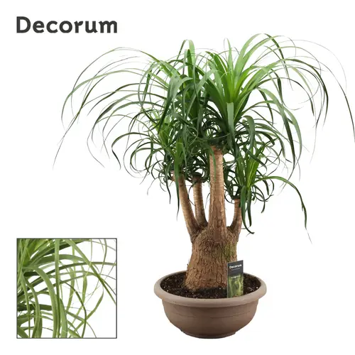 Beaucarnea Verzweigt T30 H080