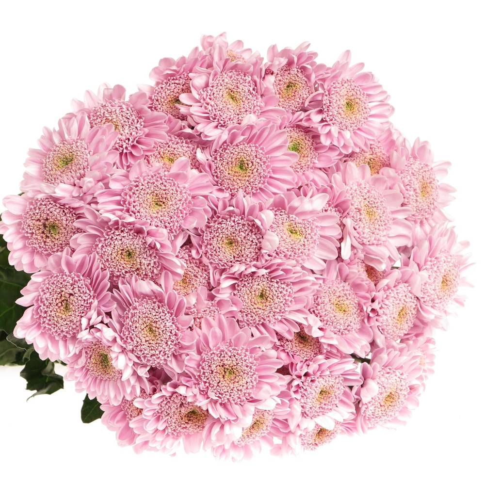 Chrys.Tros rosa Optimist 80 Gram 80 Gramm 70cm