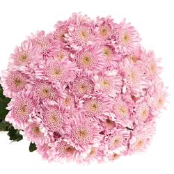 Chrys.Tros rosa Optimist 80 Gram 80 Gramm 70cm