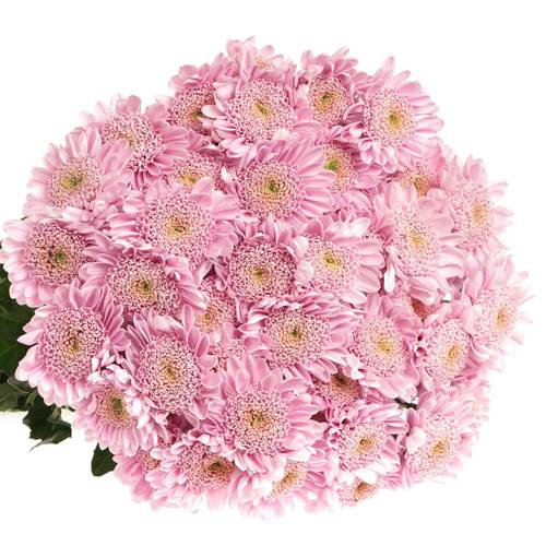 Chrys.Tros rosa Optimist 80 Gram 80 Gramm 70cm