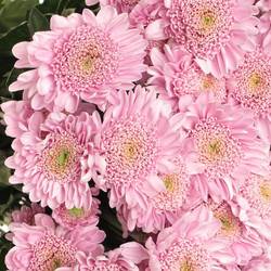 Chrys.Tros rosa Optimist 80 Gram 80 Gramm 70cm