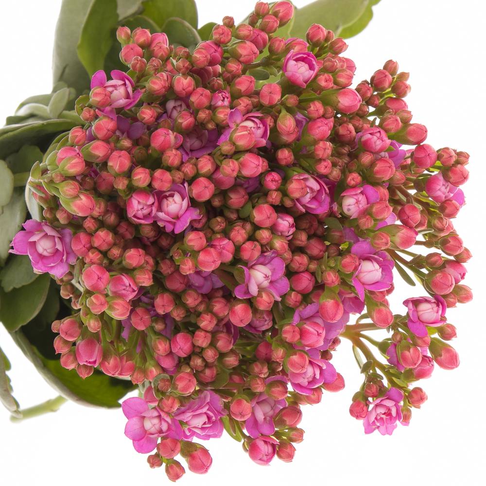 Kalanchoe rosa Taffy Pink Meadow 35cm