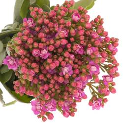 Kalanchoe rosa Taffy Pink Meadow 35cm